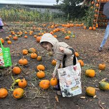 Elementary student bending down to pickup a pumpkin while holding a shopping bag.